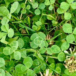 Plant image Trifolium