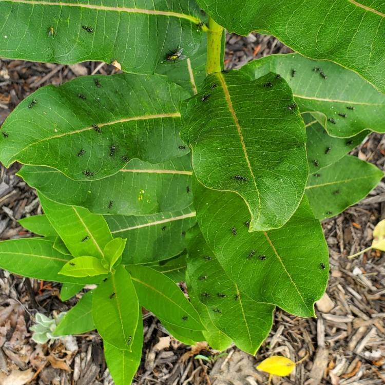 Plant image Asclepias syriaca