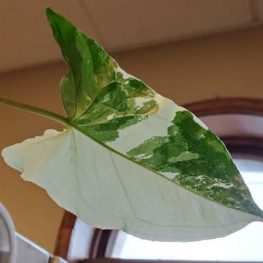 Syngonium podophyllum 'Albo Variegatum'