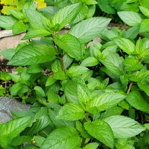 Plant image Mentha x piperita f. citrata 'Chocolate'