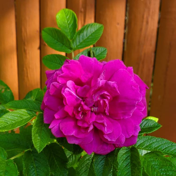 Plant image Rosa rugosa 'Hansa'