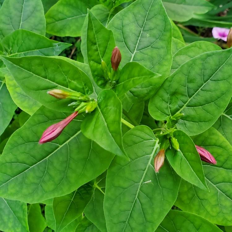 Plant image Mirabilis jalapa 'Kaleidoscope'