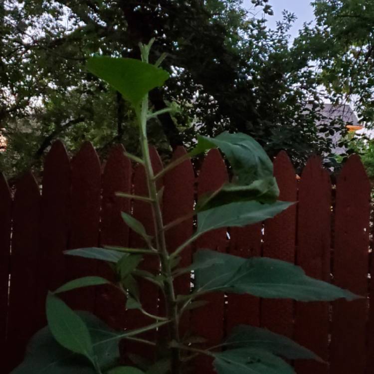 Plant image Helianthus Tuberosus