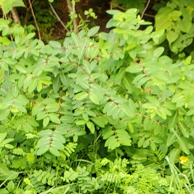 Plant image Securigera varia syn. Coronilla varia