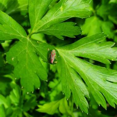 Petroselinum Crispum 'Flat-Leafed'