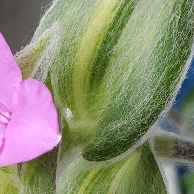 Plant image Tradescantia sillamontana