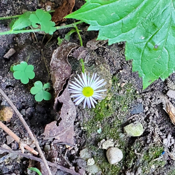 Plant image Erigeron annuus