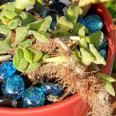 Plant image Adromischus cristatus