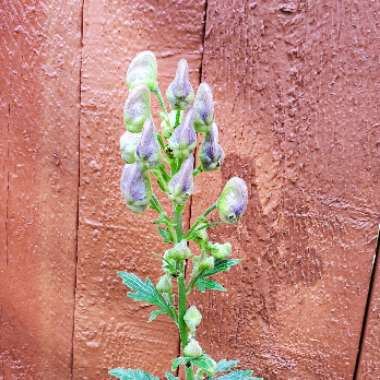 Aconitum