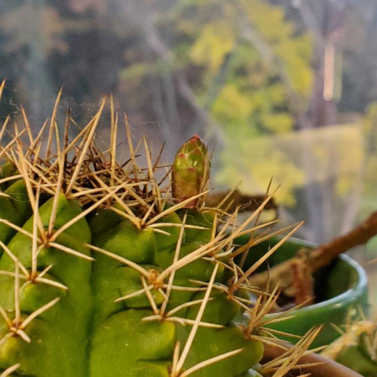 Plant image Gymnocalycium anisitsii