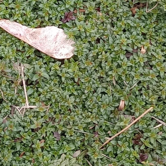 Plant image Thymus Praecox