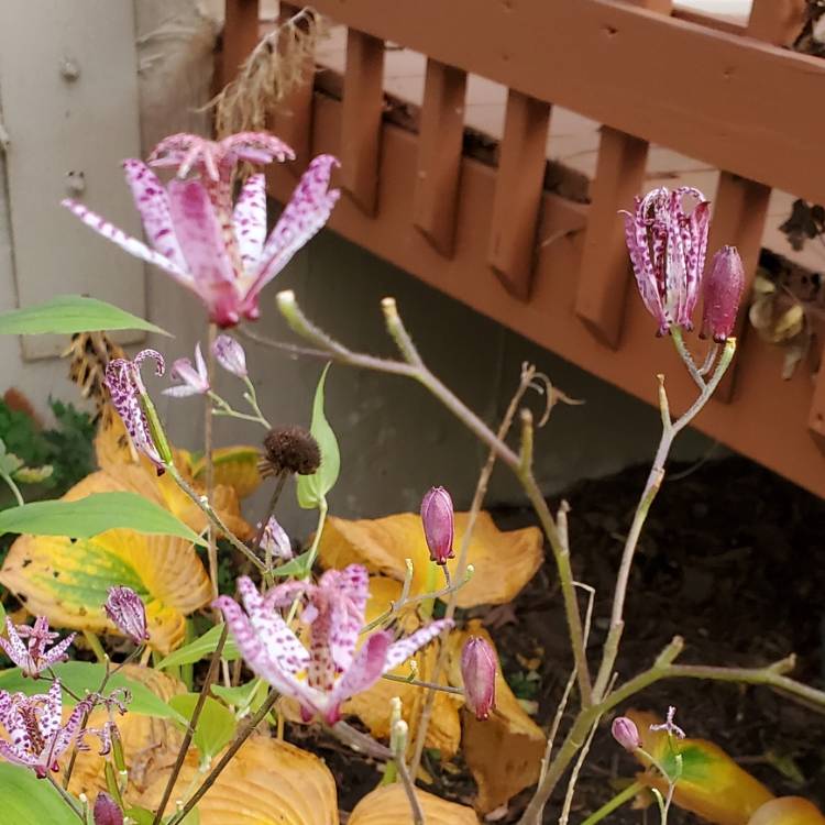 Plant image Tricyrtis formosana