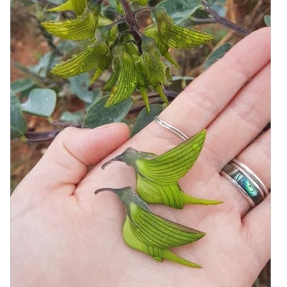 Plant image Crotalaria Cunninghamii