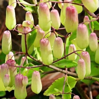 Plant image Kalanchoe pinnata