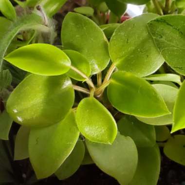 Peperomia orba 'Pixie Lime'