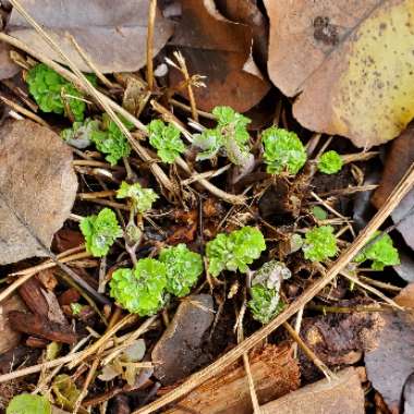 Aquilegia vulgaris