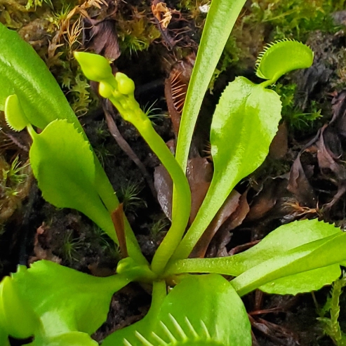 plant image 1697926