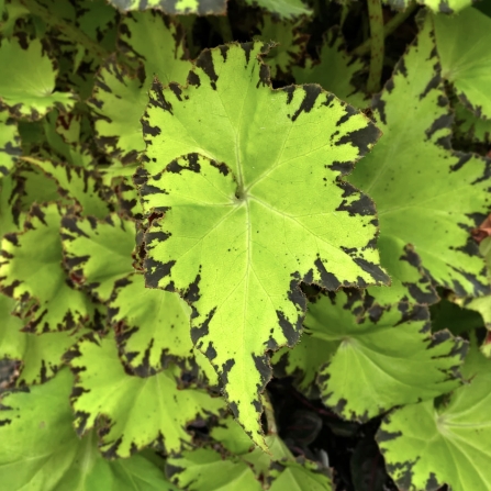 Plant image Begonia 'Jive'