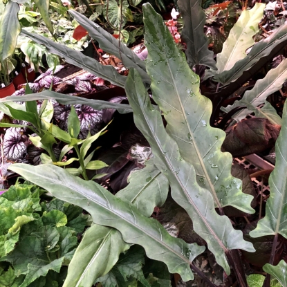 Plant image Alocasia lauterbachiana