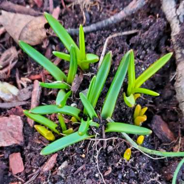 Muscari