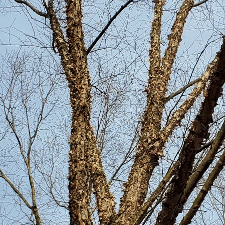 Plant image Betula Nigra