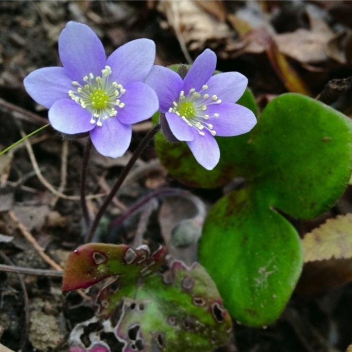 Plant image Anemone americana