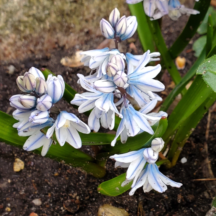 Plant image Puschkinia scilloides