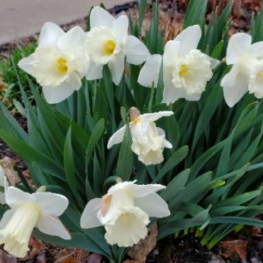 Narcissus 'Mount Hood'