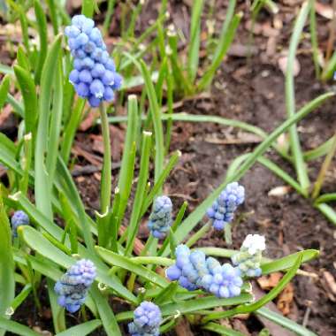 Muscari