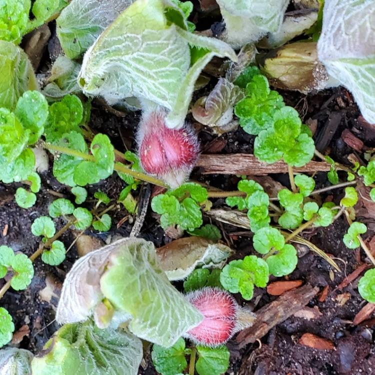 Plant image Asarum canadense