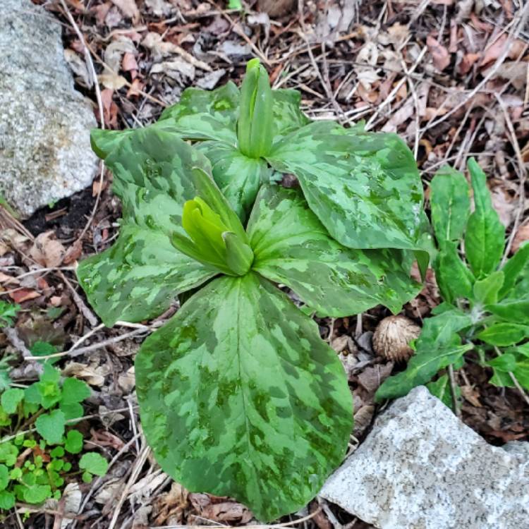 Plant image Trillium Luteum