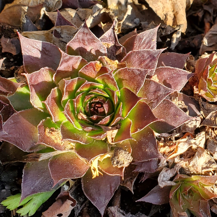 Plant image Sempervivum Erica