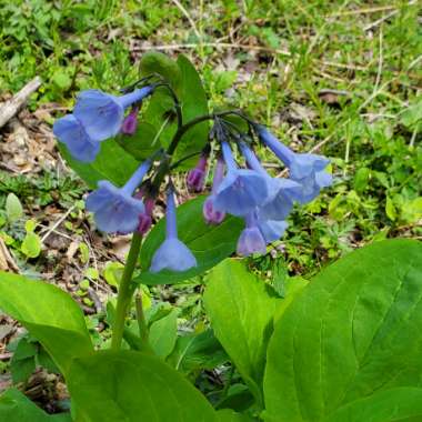 Mertensia virginica syn. Mertensia pulmonarioides