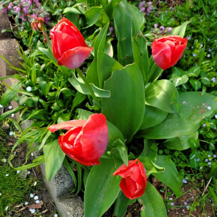 Plant image Tulipa 'Toronto' syn. Tulipa greigii 'Toronto