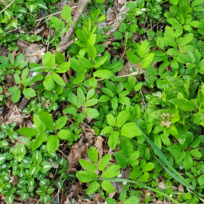 Plant image Ammi visnaga