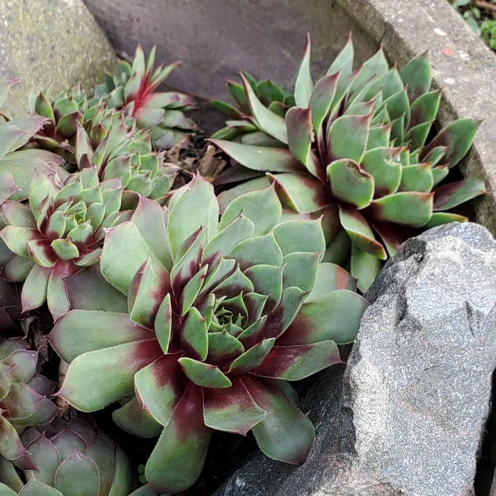 Plant image Sempervivum Ruby Heart