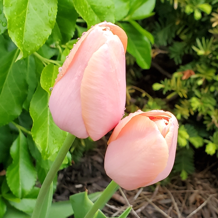 Plant image Tulipa 'Menton'