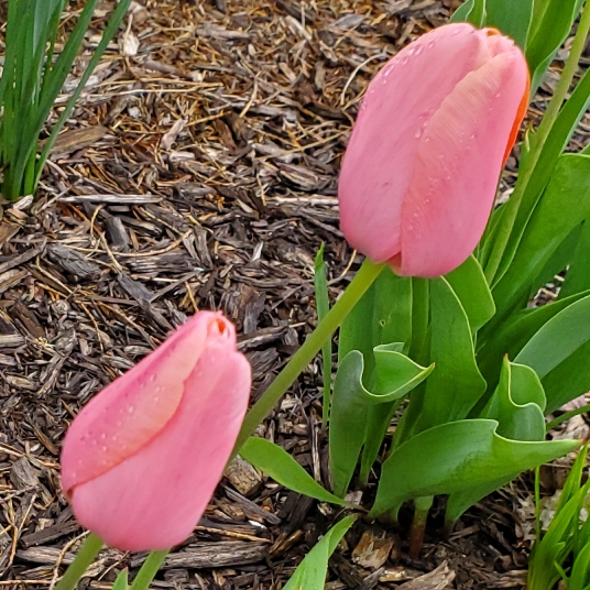 Plant image Tulipa 'Menton'