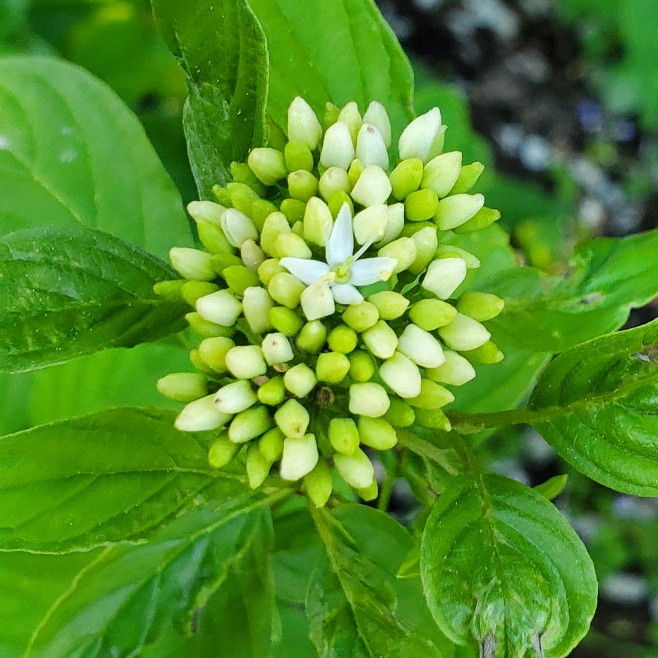 Plant image Cornus sericea 'Flaviramea' syn. Cornus stolonifera 'Flaviramea'