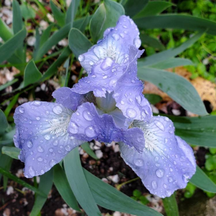 Plant image Iris x germanica 'Touch Of Sky'