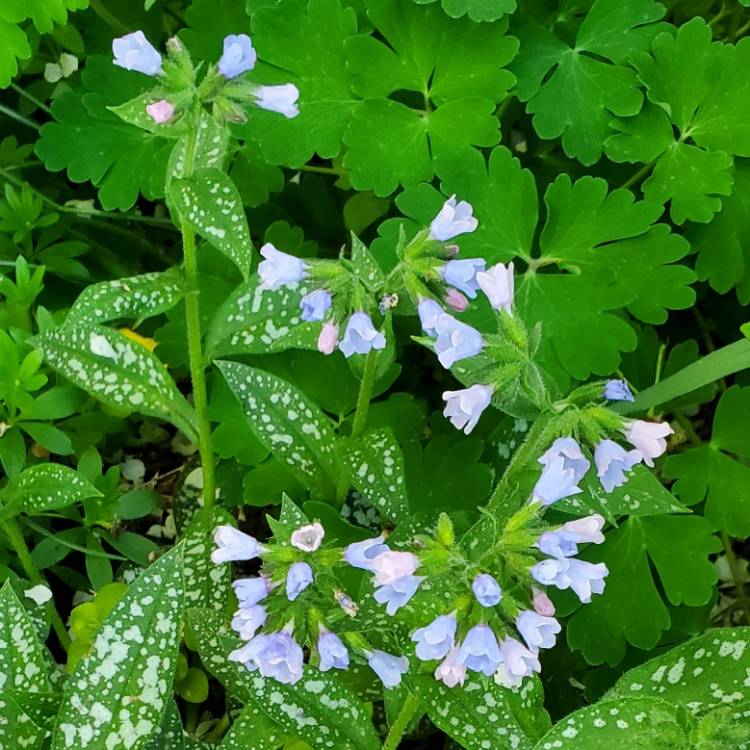 Plant image Pulmonaria longifolia 'Roy Davidson'