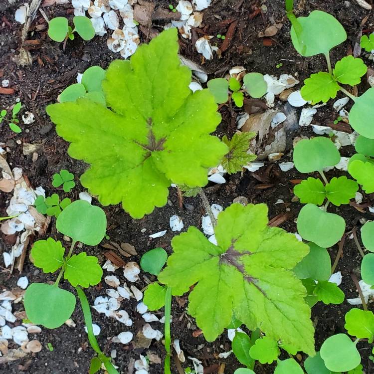 Plant image Tiarella 'Fingerpaint'