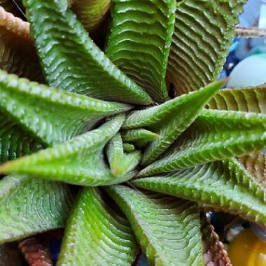 Haworthia Limifolia