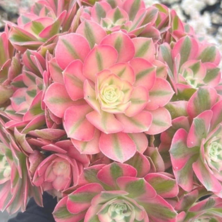 Plant image Aeonium Pink Witch