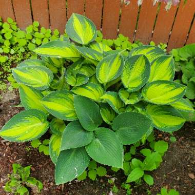 Hosta (Tardiana Group) 'June'