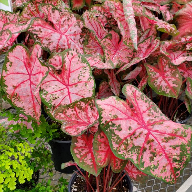 Plant image Caladium 'Carolyn Whorton'