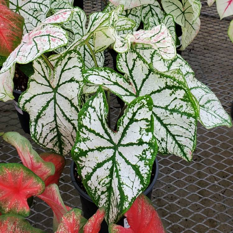 Plant image Caladium 'White Christmas'