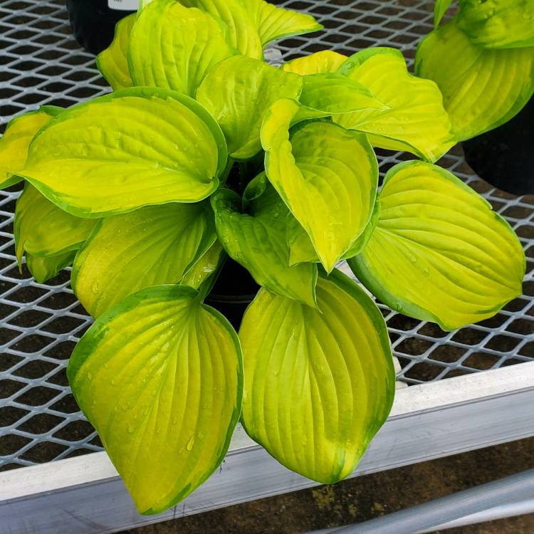 Plant image Hosta 'Stained Glass'