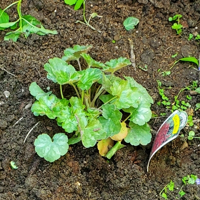 Plant image Heuchera sanguinea 'Ruby Bells'