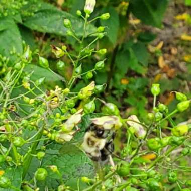 Scrophularia Marilandica